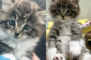 【海外】昼食に出かけた男性、抱っこした子猫を連れて帰宅！その小さな命に心奪われた理由とは？