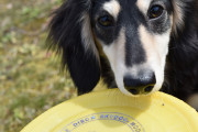 フリスビーキャッチ、世界記録を樹立した犬がすごい【海外の反応】