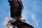 【強い】ハクトウワシ、空中戦で米政府のドローンを墜落させる
