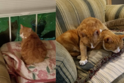 1匹の野良猫を家で保護したら、外にきょうだい猫が現れた。さらにもう1匹増えて結局3匹飼うことに
