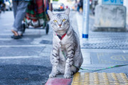 日本人がタイの歩道を歩けなかった理由がこちら！→これはタイ人でもビックリするｗｗｗ【タイ人の反応】