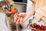 【海外】猫はイチゴを食べても大丈夫？健康に良いおやつとしての真実とは