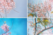 海外「フィリピン人は桜を見るために日本に行く必要はない」フィリピンのパラワンチェリー（海外の反応）