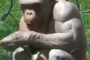 「毛が無いとこんなに変わるんだ…」見栄えが変わった動物いろいろ