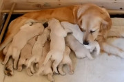 子犬の食欲は睡眠欲より強し？！眠っていてもママが戻ってくるとお乳に群がるゴールデン・レトリバーの子犬たち！！