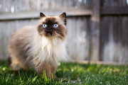 【海外】ヒマラヤンキャット：シャム猫とペルシャ猫の魅力的なブレンドとは？