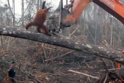 森を荒らすショベルカーと戦おうとしたオランウータンの映像は本当だった