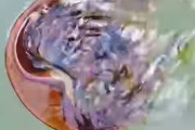 泳ぐカブトガニの映像が凄くシュールだと海外で話題に
