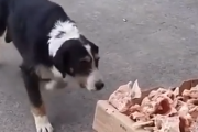 ご自由にお取りください。野良犬のために余った肉の残骸を置いておく肉屋。海外の反応