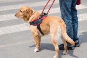 横断歩道の上で停車してはいけない理由。飼い主を渡らせなかった盲導犬