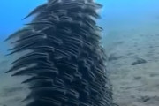 【衝撃】まるでタタリ神！？ゴンズイの群れで移動する映像がトラウマ級と海外で話題に