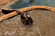 【海外】危険な水場で200ポンドの赤ちゃんを救出するために、人命をかけた救助隊の奮闘記