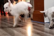 子ヤギ「ステップの踏み方を教えてあげる！」タップダンスのような動きをする子ヤギが面白い！