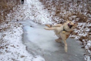外国人による愛犬のおバカ写真選手権、盛り上がりまくるｗｗｗ
