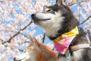 外国人「日本の柴犬コンビがキュートすぎて心が溶けそう！」