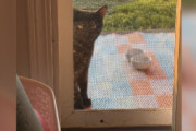 【海外】「迷い猫が訪れ続けた夫婦宅で、思いがけないサプライズが待っていた！」