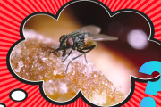 【海外】ハエが食べ物に止まると何が起こる？食の安全を守るための驚きの真実と影響