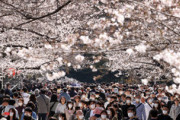 海外「深刻だと思ってない…」コロナ自粛要請を無視して出かける日本の花見客に海外困惑（海外反応）