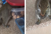 リス「ナッツが欲しい！」堂々とナッツを食べに家に入るリス(アメリカ)