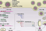 【祝】韓国人「今年は韓国人のノーベル賞受賞が有力！」コロナ19ワクチン登場が韓国人教授の影響で早まる可能性　韓国の反応