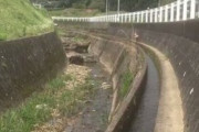 狭い日本の用水路を見事に走る柴犬が可愛いと海外でも話題に