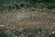 韓国人の反応「韓国で魚が大量死　倭・中からどっちが原因」→これってよく見ると池ちゃうの？