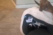 犬「ボクのベッドだぞ！」猫「え？知らないけど」ふかふかベッドを取り合う熾烈なワンニャンバトル！