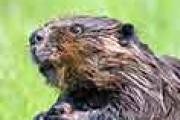 海外「なんて尊いんだ…」 甲府市の動物園にいるビーバー親子が感情移入してしまうほど可愛い