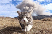 外国人「日本のニャン吉という猫、どんな写真でも素晴らしくなる力があるぞ！」