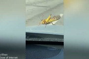 虫注意！車で走行中「砂嵐？」と近づくと・・・