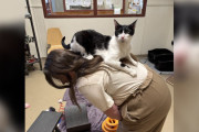 【海外】すべての通行人に飛び乗る！猫に愛されるシェルターの魅力とは？