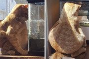 外国人「見て見て！うちの猫たちが変な行動をしてるんだけど！」