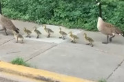 ガチョウ夫婦が子ども達を引率した結果･･･　海外の反応