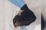 【海外】「道端で見つけた！ゴミ袋の中に赤ちゃん動物たちがいっぱい！」