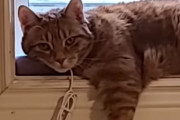 あるものを枕にしていた猫さん、突然聞こえてきた犬の鳴き声ににビックリ！