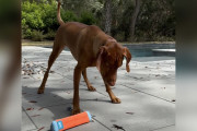 【海外】家族が認めた！我が家の犬が時々「石の像」になる理由とは？