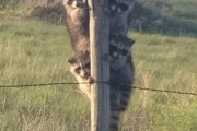 「アライグマ派閥？」木の棒に密集する５匹のアライグマ 海外の反応
