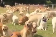 こんなにいると自分の犬がわからなくなりそう？ゴールデンレトリバーフェスティバル。海外の反応