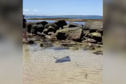 【海外】干潟の影で見つけた！浜辺の動物を救おうと駆けつける海水浴客の物語