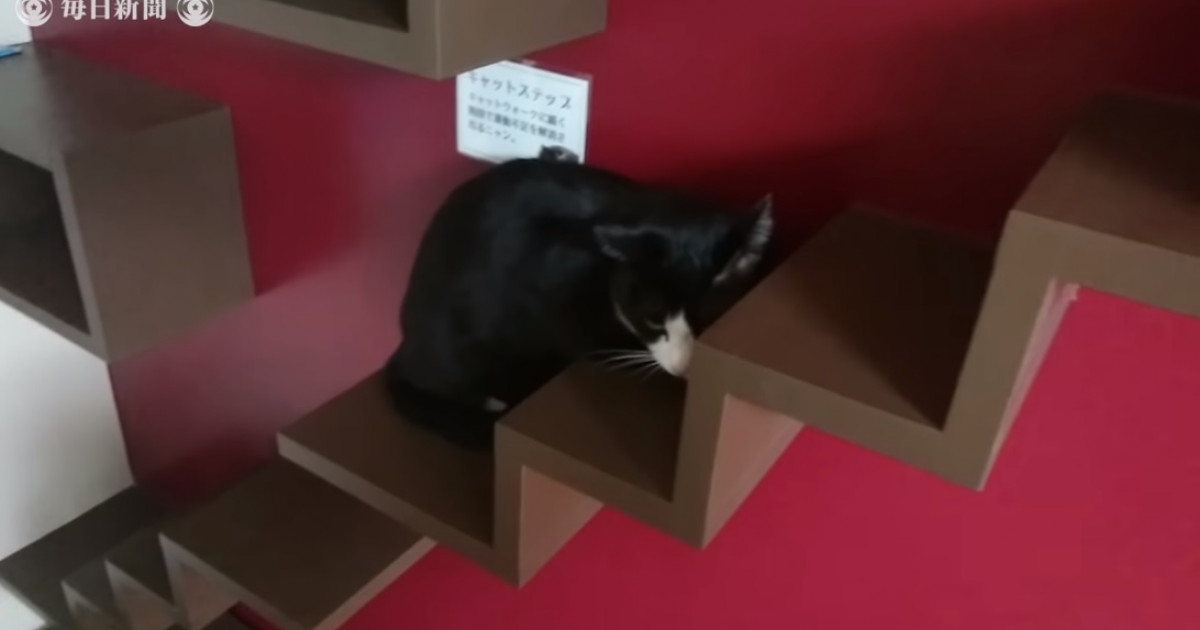 海外「日本へ行くときが来た」　ネコを飼う人専用の賃貸マンションが日本で完成。果たして海外の反応は･･･？ | 海外の反応アンテナ