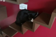 海外「日本へ行くときが来た」　ネコを飼う人専用の賃貸マンションが日本で完成。果たして海外の反応は･･･？