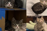 【海外】「スクラップヤードで見つかった2匹の野良子猫が、優しい人々に助けられた瞬間に描く意外な未来」