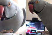 コロナで大変なこんな時だからこそ、優しいインコの「大丈夫？」に心癒される
