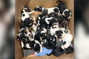 【海外】「21匹の子犬が突然やってきた！シェルター職員の驚きと感動の瞬間」