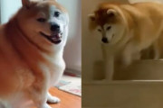 こんなまん丸の柴犬って見たことある！？まるでボールのような太っちょ柴犬のダイエット生活