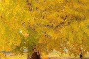 紅葉の季節！日本の満開のイチョウが注目される「ニオイ凄いんでしょ？」「イチョウは古代の木！化石もある」海外の反応