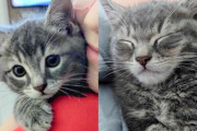 【海外】思いがけず出会った運命の子猫、もう一匹の猫を迎えちゃったよ！