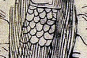 海外「かわいい…」私の絵を見せろ…新型コロナで世界に拡散した疫病を防ぐ日本の妖怪『アマビエ』様に海外注目（海外反応）