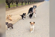 【海外】果樹園で見捨てられた小犬たちが助けを求めて車に駆け寄ったよ！