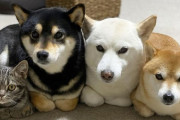 外国人「柴犬3匹と仲良しすぎる日本の猫が凄くキュートだ！」
